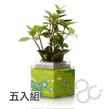2Ustyle亞緹米斯(5入) -大自然
