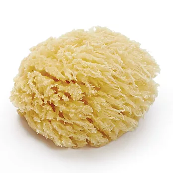 Coochi-天然深海海綿