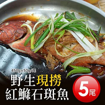 【優鮮配】峇里島海底紅金-野生紅鰷石斑魚X5條(45050G/條)超值免運組