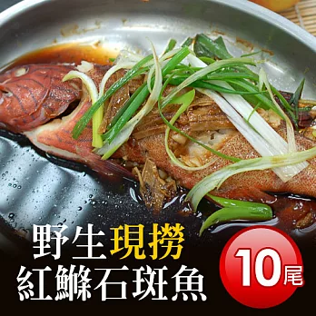 【優鮮配】峇里島海底紅金-野生紅鰷石斑魚X10條(45050G/條)超值免運組