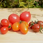 [台灣好農]有機小番茄4兄妹