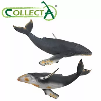 【CollectA】海洋系列 - 座頭鯨
