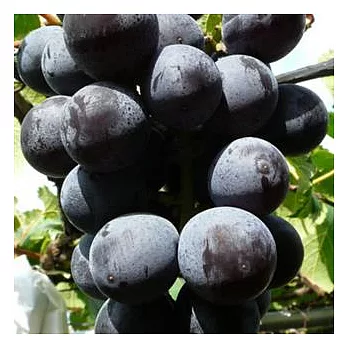 【台灣好農】大村特優級葡萄(2.5台斤)