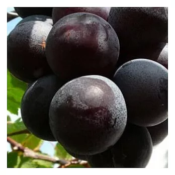 【台灣好農】(特級)信義鄉雙認證巨峰葡萄