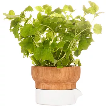 《SAGAFORM》橡木香草植物栽培盆