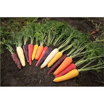VDS活力東勢【彩色胡蘿蔔】--- 台灣在地農產，新鮮採收製成 (3Kg)