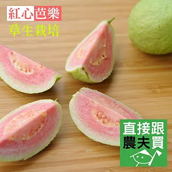 直接跟農夫買-草生栽培紅心芭樂(3公斤)