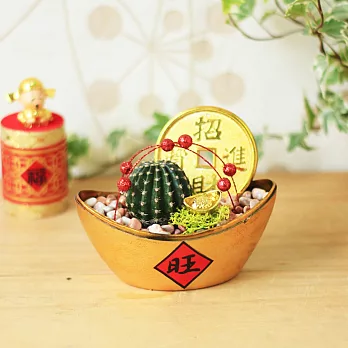 金元寶仙人掌植栽