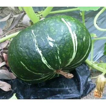 【安心良食】"有機" 日本種栗子南瓜 (轉型期) -- (一品*2顆)