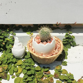 【迎光】藤籃雞蛋仙人掌植栽一入