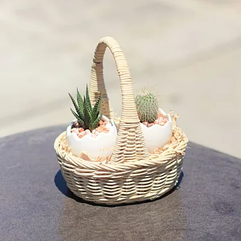 【迎光】藤籃雞蛋仙人掌植栽二入