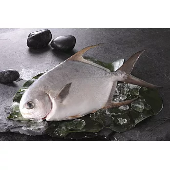 【食在安市集】恆春海洋:海金鯧(約425g/尾)