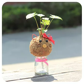 【迎光】造型苔球同樂會-Kitty貓