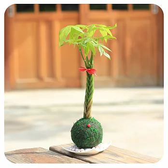 【迎光】開運綠苔玉植栽-開金運發財樹
