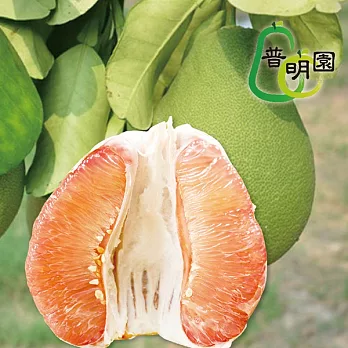 預購《普明園》嚴選台南麻豆30年老欉紅柚5台斤(約2-4顆)