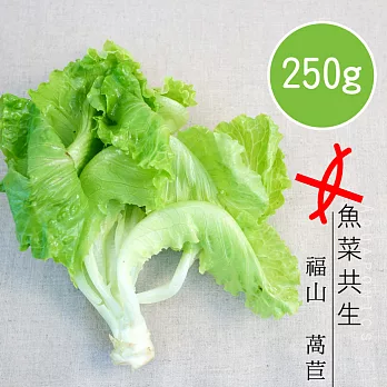 【陽光市集】魚菜共生-福山萵苣(250g)