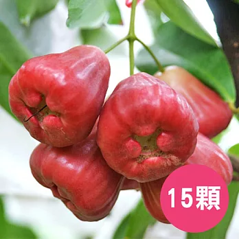 【食在安市集】屏東大鵬灣:上好黑珍珠蓮霧禮盒(15顆入)-預購