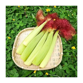 【食在安市集】春之谷:有機轉型期紅鬚玉米筍4斤