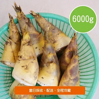 【陽光市集】五股觀音山,頂級生態無毒綠竹筍(6000g)
