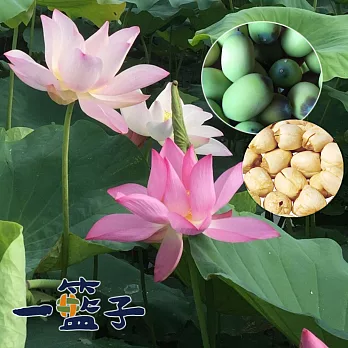 預購《一籃子》台南白河蓮膜帶芯蓮子*2包