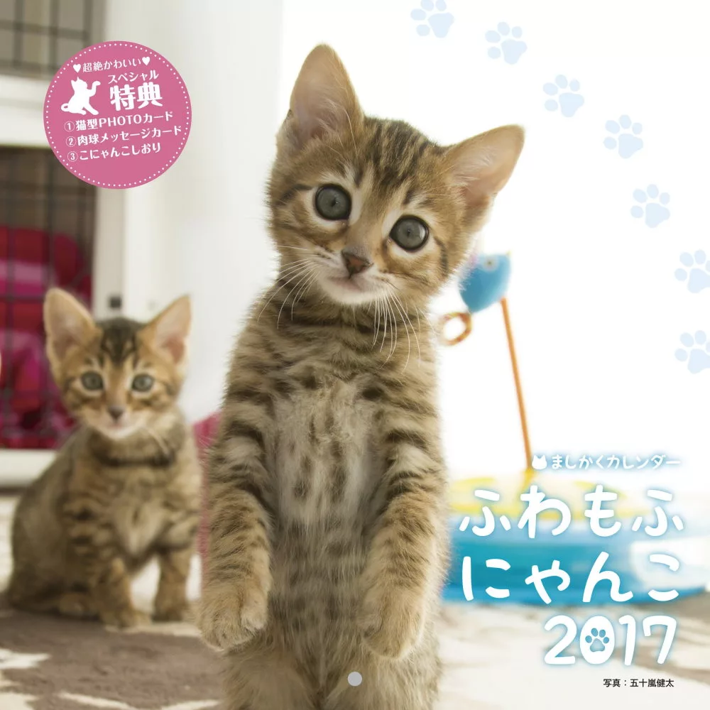毛茸茸可愛貓咪2017年月曆