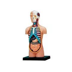 【4D MASTER】立體拼組模型人體解剖教學系列─半身器官 26051
