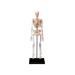 【4D MASTER】立體拼組模型人體解剖教學系列─骨架 626011