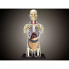 【4D MASTER】立體拼組模型人體解剖教學系列─全透視人體─8吋半身透明軀幹 26068