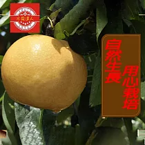 【水果達人】苗栗卓蘭大顆爆汁高接梨禮盒5-8顆X1箱