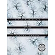 Sycamore： Poems