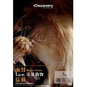 面對狂暴動物：猛獅 DVD
