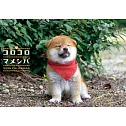 豆柴小犬2026年掛曆