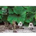 岩合光昭貓咪2026年桌上型週曆