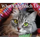 What Cats Teach Us 2026 Box Calendar