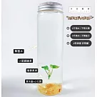 【小葉銅錢草】黃水晶裝飾款 招財水草 熱賣款