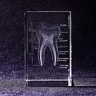 【賽先生科學工廠】透視牙齒水晶紙鎮