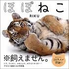 各式猛獸寫真專集：ほぼねこ