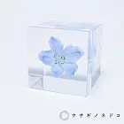 【usaginonedoko 京都兔之床】Sola cube 翠雀花立方塊 (花言葉：高貴、給你幸福) | 鈴木太太公司貨