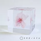 【usaginonedoko 京都兔之床】Sola cube 大寒櫻花立方塊 (花言葉：高尚、純潔) | 鈴木太太公司貨