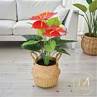 【Floral M】財源滾滾旺財火鶴花仿真植栽