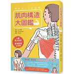肌肉構造大圖鑑