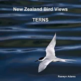 New Zealand bird views: terns