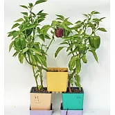 【iPlant 小農場】(有效日期2024/8/3) 彩色甜椒