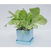 【iPlant 小農場】(有效日期2024/8/3) 小白菜
