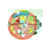 瓢蟲先生磁鐵嵌入板