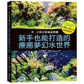 中小型水族箱造景趣：新手也能打造的療癒夢幻水世界