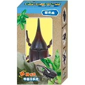 發條甲：姬兜蟲