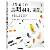 世界最美的鳥類羽毛圖鑑：從圖樣、顏色到形狀一窺鳥的絕美姿態