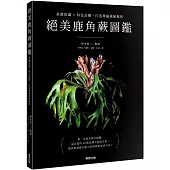 絕美鹿角蕨圖鑑：基礎知識×特色品種，打造專屬綠植風格