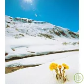 夏川里美 / 如花綻放 ~ 單曲~